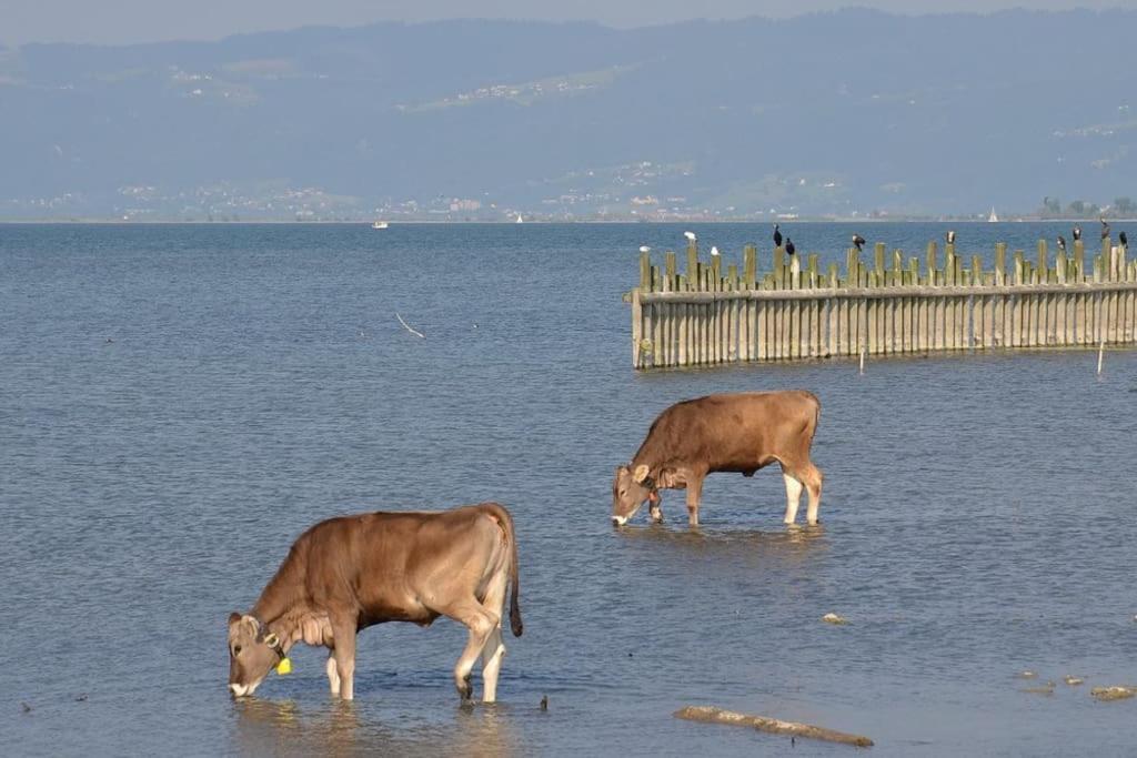 Bodensee Apartments, Sauna, Lake Walks, Free Parking, Self Checkin, Nature Reserve, Restaurants Nearby Gaissau  Eksteriør billede
